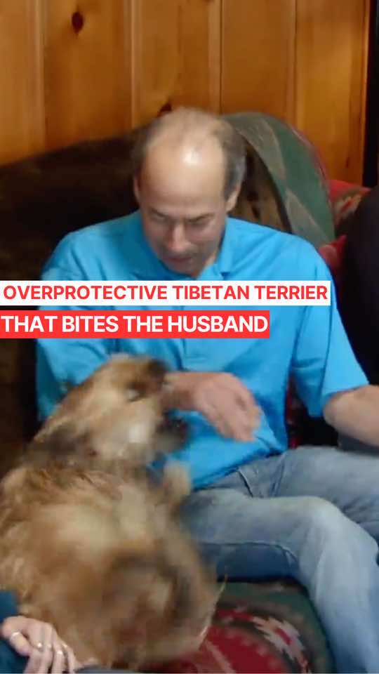 An Overprotective Tibetan Terrier With Trust Issues 🚨 This Tibetan Terrier has been ruining this couple's marriage. He is overprotective and aggressive towards the husband every time he goes near his wife. This seems to only be an issue with the husband and an issue only when both husband and wife are around. It seems this dog needs a reset and has trust issues.                                                                                                                                     