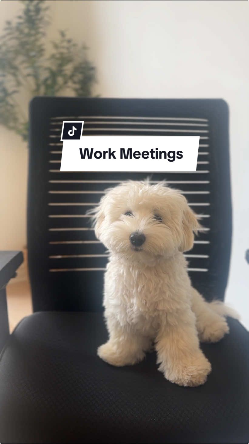 Hi hoomans. I can confirm my mom panics everytime she has to introduce herself 🤣 Anyone else hate being put on the spot during a meeting?💙✨ #puppy #dogsoftiktok #worklife #workmeetings #dogthoughts #pettrend #fluffywhitedog #fluffydog #cutedog #anxiety #funnydog 