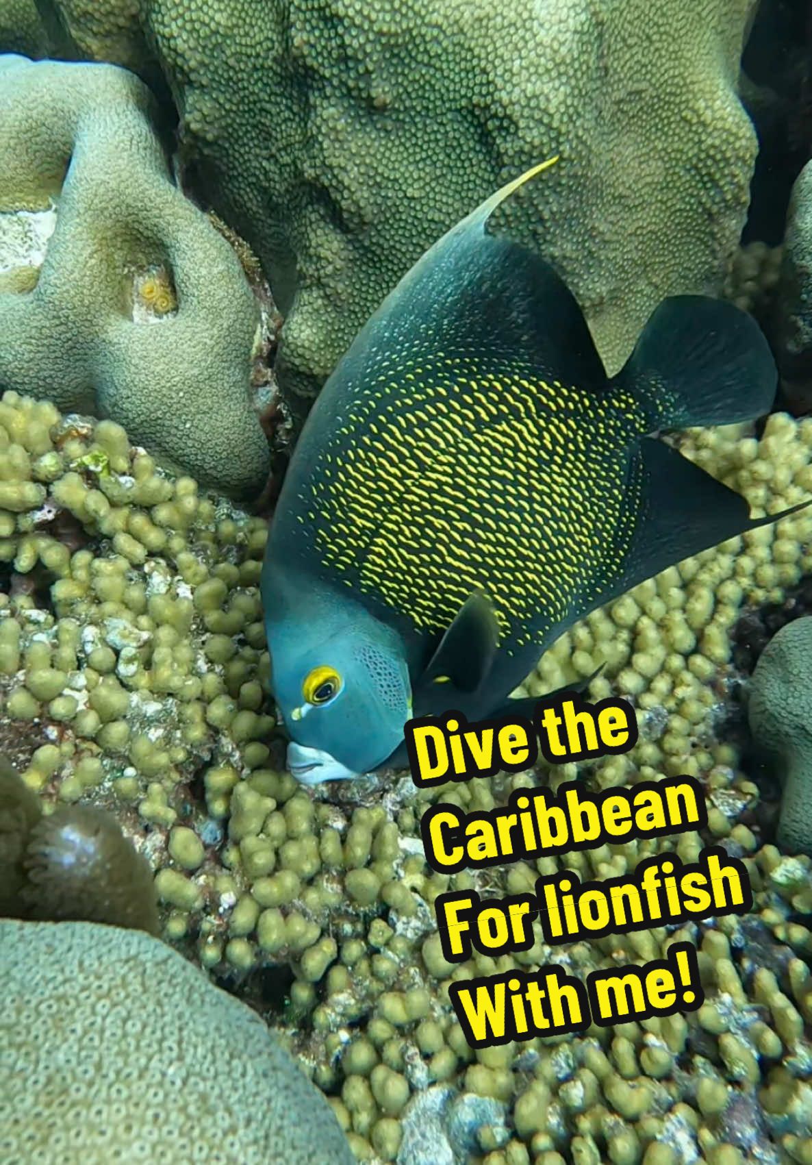 Beautiful corals, sea turtles, sharks, colorful fish, and of course, the invasive Lionfish! Join us on these incredible hunts throughout the Caribbean!! #nonprofitorganization #floridaman #natethelionslayer #lionfishextermination #nature #invasivespecies #caribbeandiving #huntinglionfish #showusyourzk #bonaire #divingbonaire #discoverychannel #divingdominica #lionfish @Alex Borsutzky @Nathaniel Sorensen @Rachel Taub @ZooKeeper @Diveforcee 