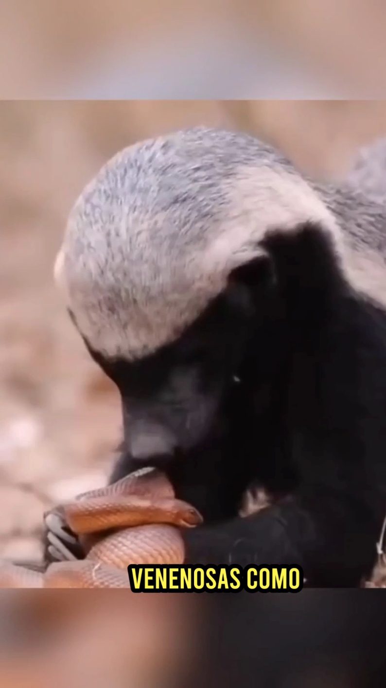El tejón de miel,pequeño pero letal #animal #vidasalvaje #animales #mundoanimal 
