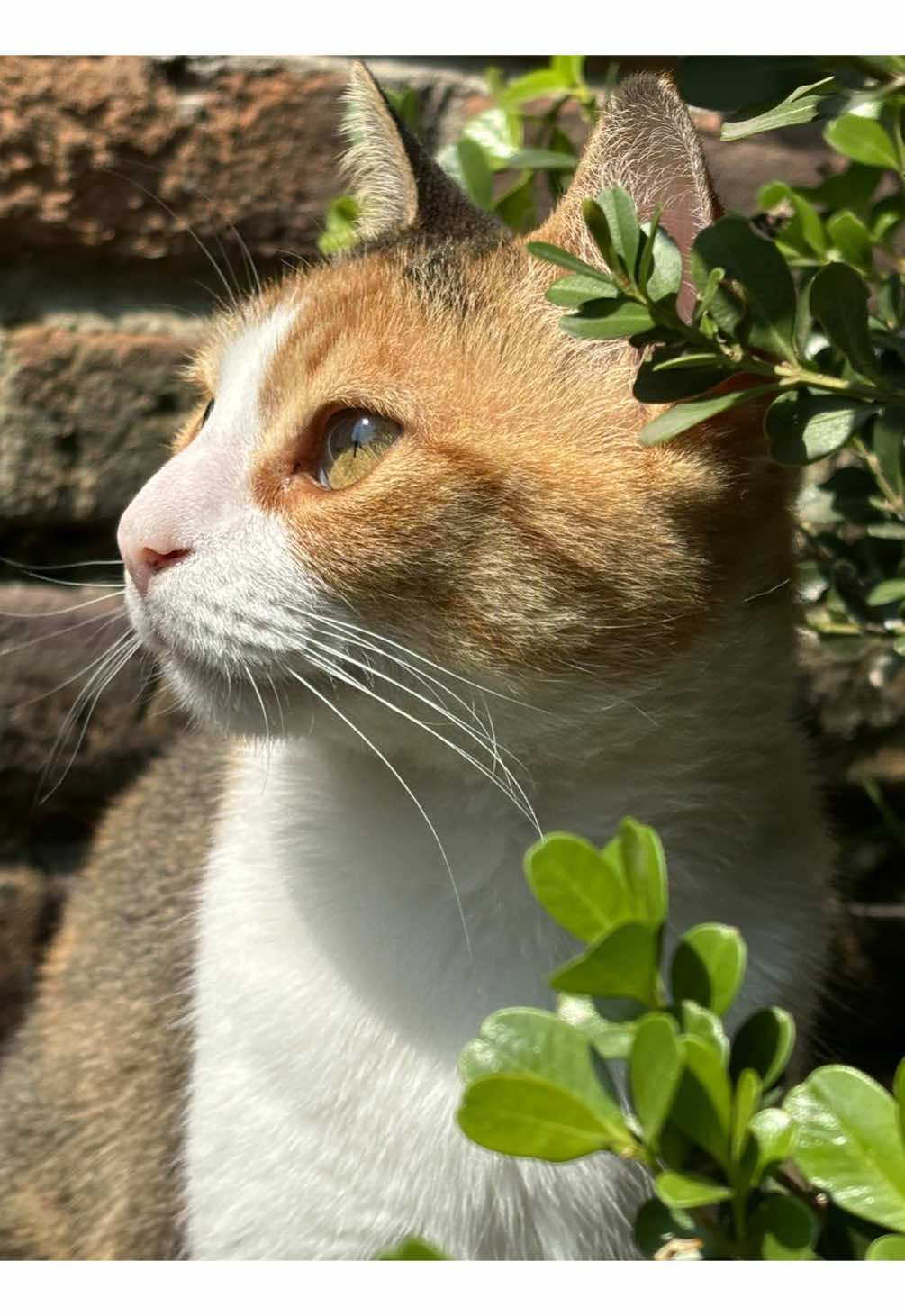 Haciendo de las suyas #catsoftiktok #gatos #cutecat #fyp 