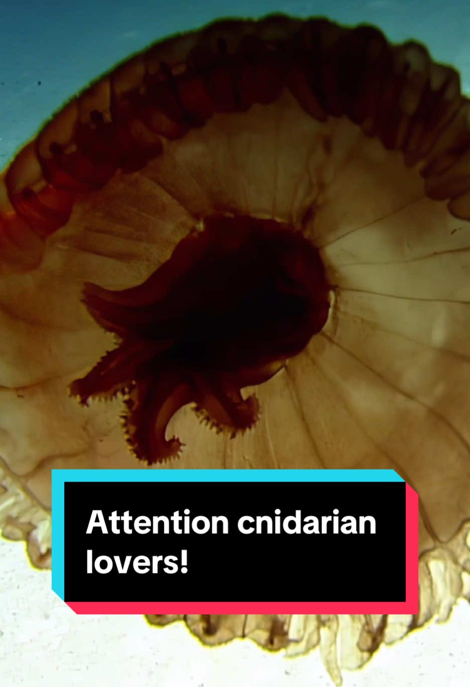 Check out this mysterious gelatinous #jellyfish and learn all about #cnidarians. #NautilusLive #deepsea #marinebiology #jellyfishvideo #deepseacreatures 