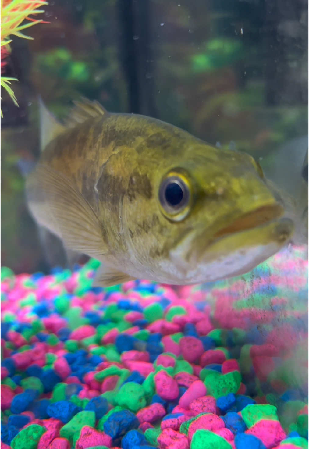 What should I name him#petbass#fishing #bass #pet #fish #tank #clean #largemouth #smallmouth #commoncarp #mirrorcarp #hooked #bluegill #musky #pike #muskie #muskies #carp #fishs #big #pond #lake #stream #soillway #river #gold #goldfish billy #awesome #amazing #funny #goofy #salmon #sunfish #lumpkinseed 