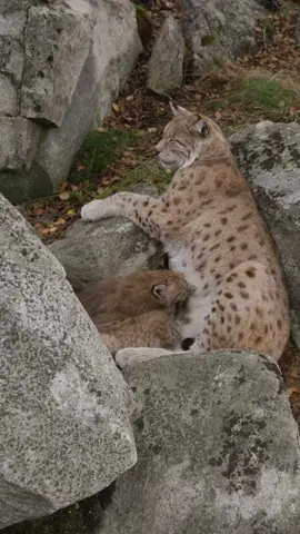 One day, these baby Eurasian lynx will roam up to 150 square miles—but for now, it’s all about playtime and paw prints 🛝🐾 #WildNordic