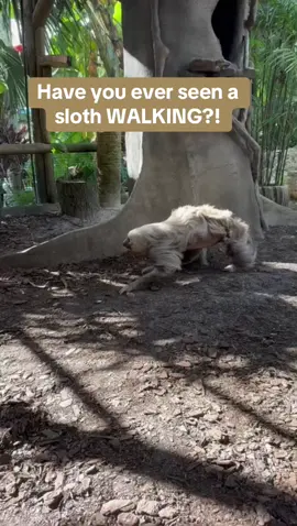 Guess what Grizzly is doing on the ground. 🦥 The answer will surprise you! 😜 #sloth #staugalligatorfarm #staugustine #zooanimals #alligatorfarm #cuteanimals 