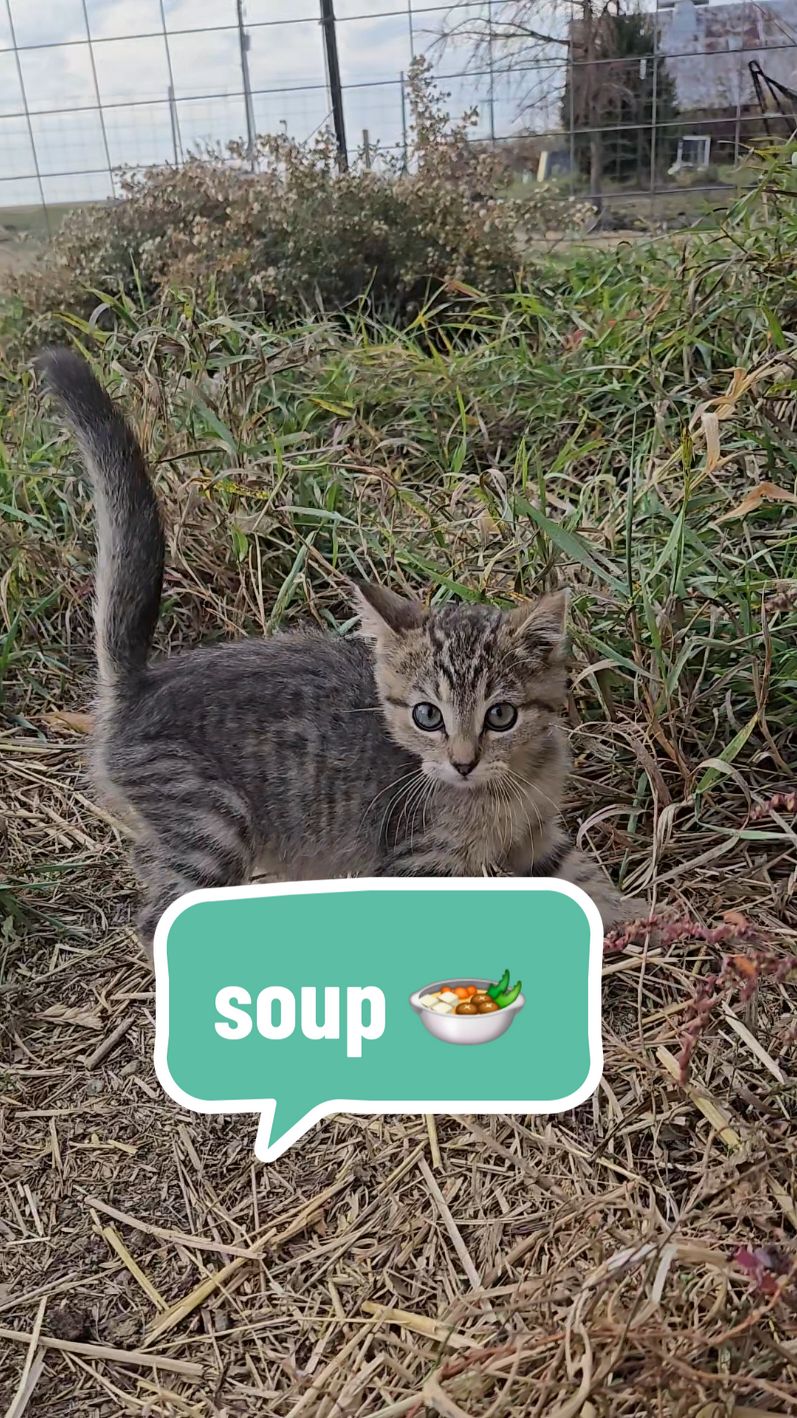 The neighbor dropped him off a few weeks ago and he's the new farm manager now. #soup #soupthecat #kitten #kittentok #kittensoftiktok #farm #homestead #cottagecore 