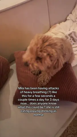 planning to go to the vet tomorrow but trying to figure out whether or not its time to panic #pet #dog #sickdog #maltipoo #puppy #veterinarian #doghealth 