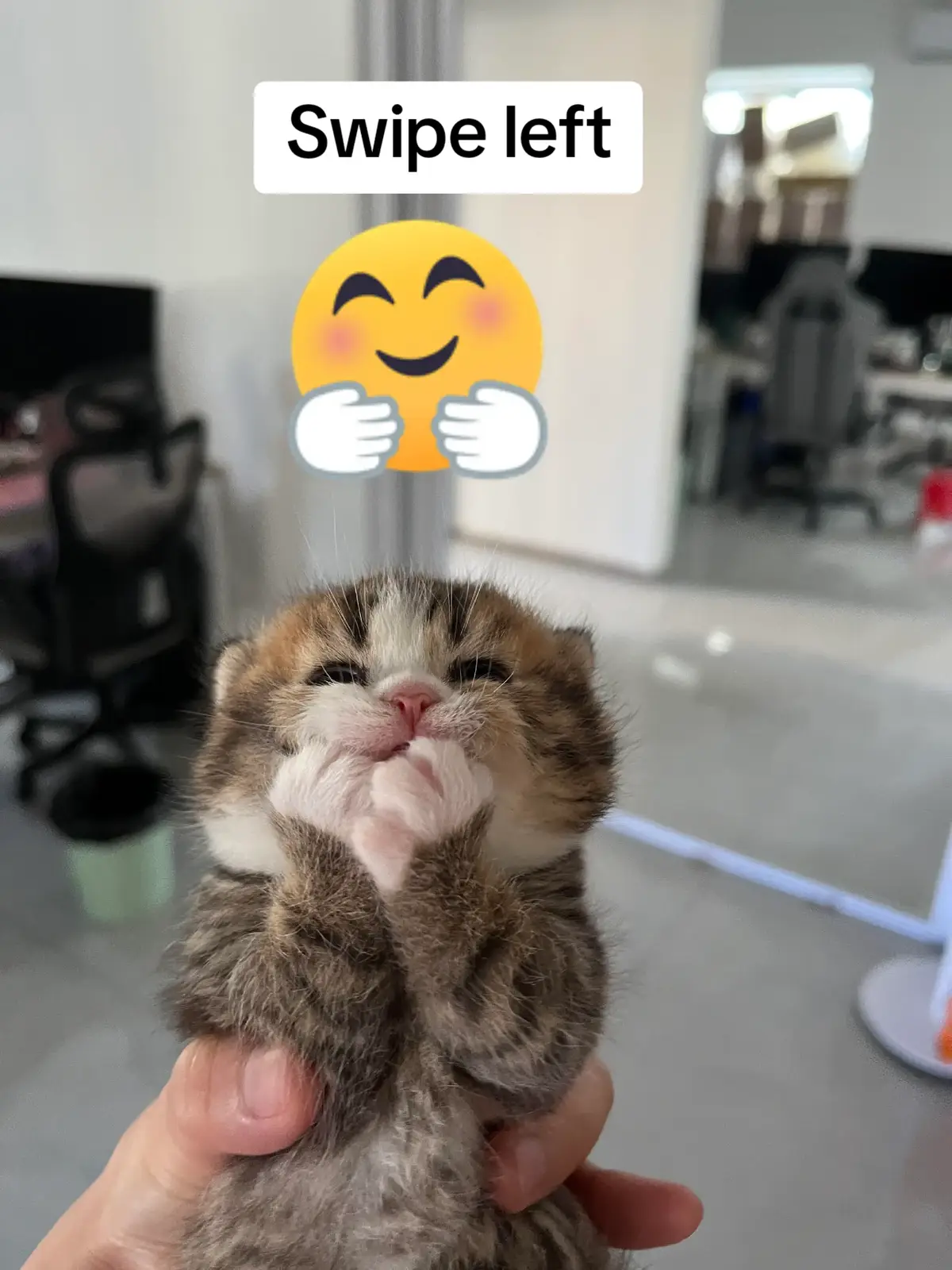 Kitten doing the emojis 😍😍😂#funnyvideo #cute #viraltiktokvideo #PetsOfTikTok #cuteness #pets #cats #catsoftiktok #funnycat #kitten #kitty #fyp 