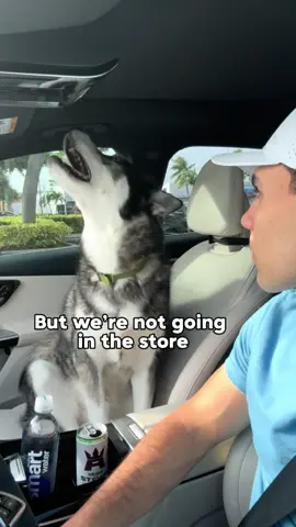 Titan is never trusting a car ride again 🥲 #dogsoftiktok #dogsoftiktokviral #dog #dogs #husky #huskies #funny 