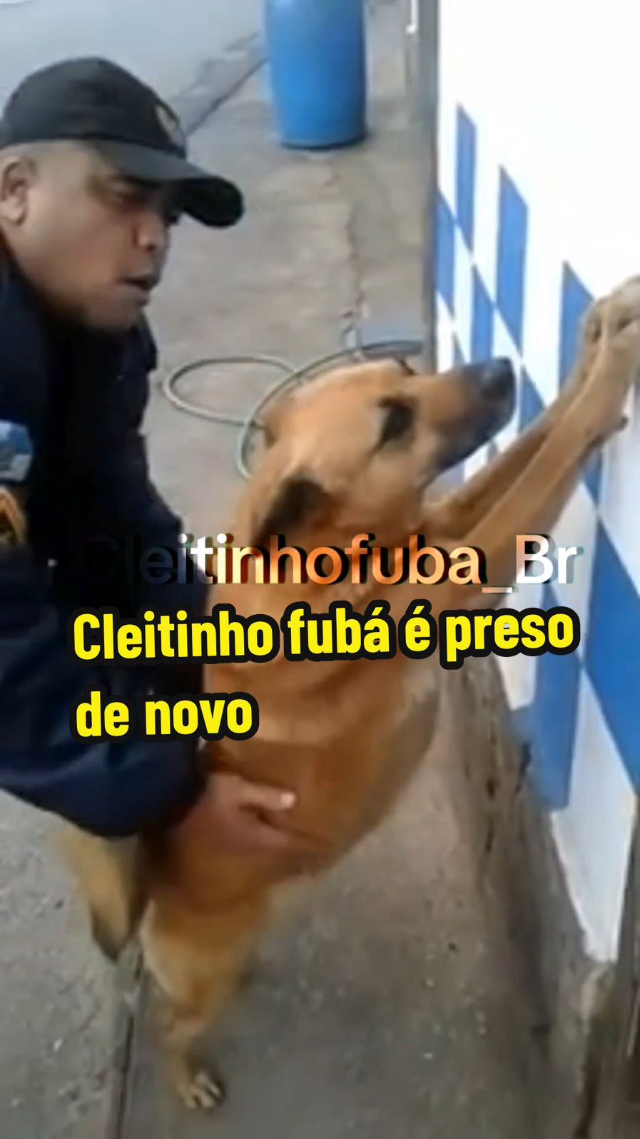 Coca seca denuncia Cleitinho para a policia #cachorro #pet #animais #pets #animaisnotiktok #funnyvideos #fyp 