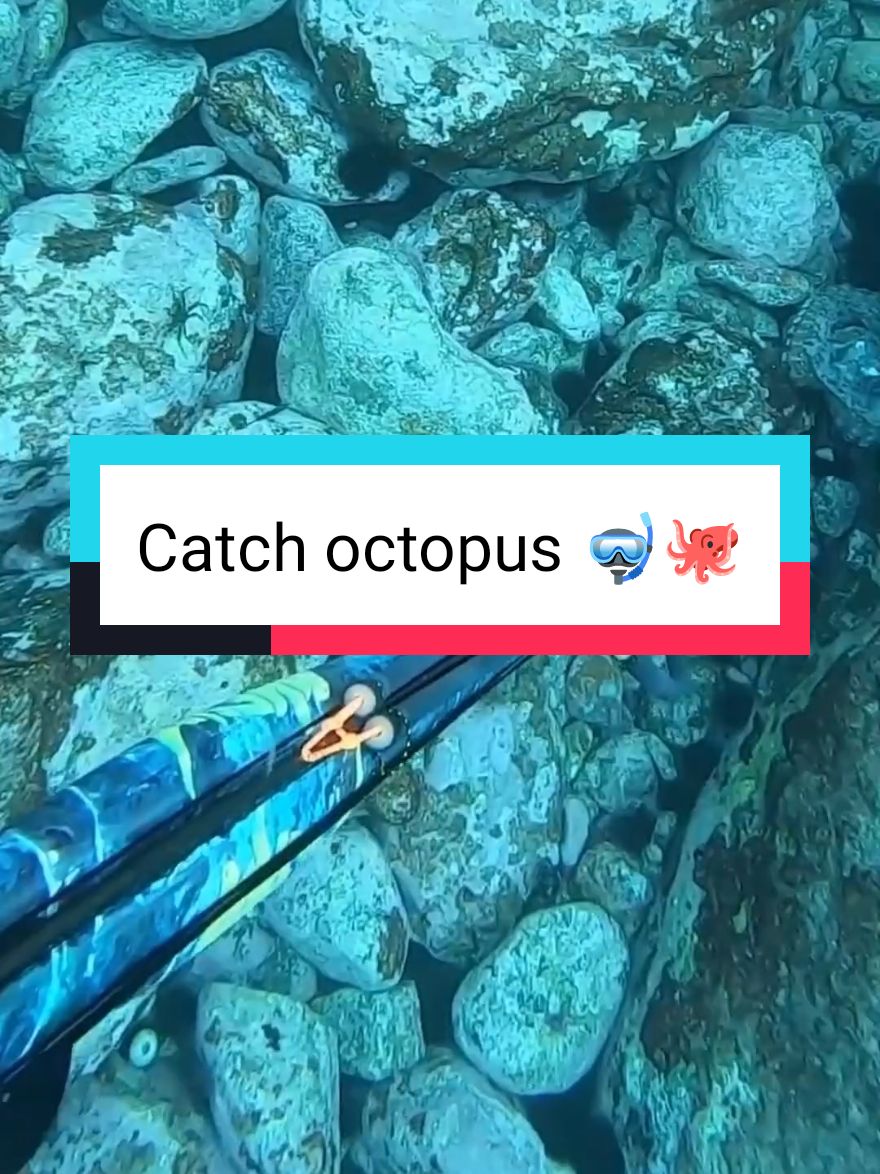 Octopus catching  #Spearfishing #fishing #octopus #octopus🐙 #fyp 