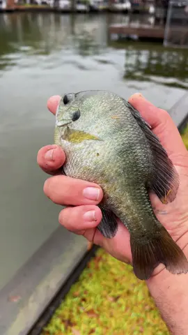 Best way to eat a panfish #fyp #catchcleanandcook #beardedfisherman #fishing #fish 