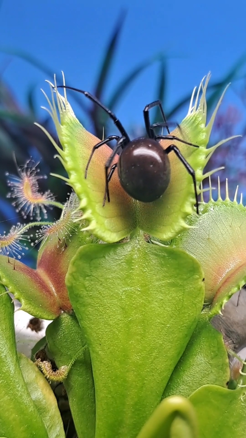 It's always interesting to see what is inside the stomach of a venus fly trap. Normally I wouldn't cut traps open to see what's inside of them. The trap will usually open back up within 2 weeks. But since I'm doing clean up for winter prep, it's the perfect time to take a peek 👀  #carnivorousplant #tropicalplants #venusflytrap #flytrap #nepenthes #drosera #sundew #cephalotus #sarracenia #pitcherplant #plants #houseplants #tropical #exoticplants #rareplants #australianpitcherplant #garden #exotic #asianpitcherplant #stickyplant #flowers #greenhouse #grow #carnivore #hungryplants #greenthumb #nature #swamp #capensis #cephalotusfolicularis 