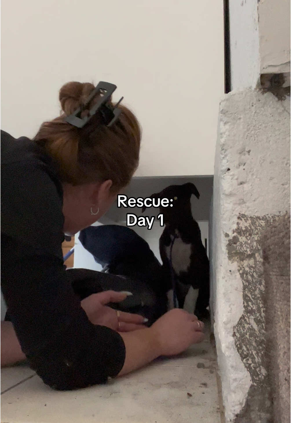 Rescue Day 1: Novo. He stuck himself under a cabinet and just wanted to be invisible. So this was day one. Also, for anyone who doesn’t know who the artist Novo Amor, his song “Repeat Until Death” is who Novo is named after. Theres a line that says “You’re apart of me now”- and thats how i felt. Novo was apart of me- the good, the bad, the understanding, and the hope of it all. #fyp #foryou #foryoupage #foryoupageofficiall #dog #dogs #dogsoftiktok #adopt #adoptadog #rescue #rescuedog #rescuedogs #doggo #puppy #puppytiktok #doglover #dogyok 