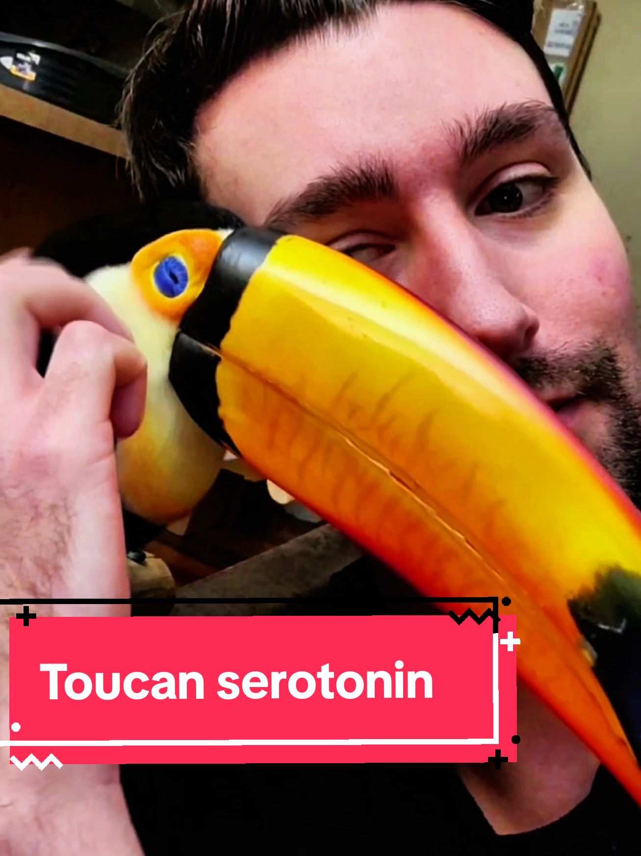 like to boost your serotonin. I thought some of you might need some today  . #animal #animallover #birdsoftiktok #pet #cute #funny #rescuecat #cuties #dogdad #parrot #toucan 