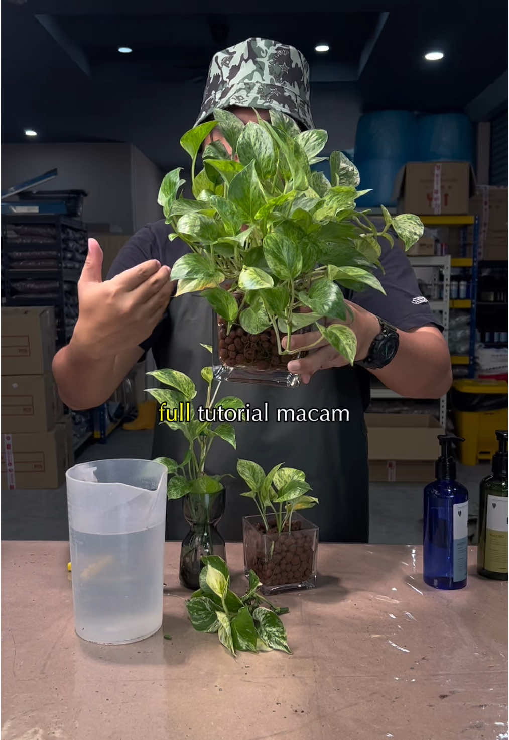 Tutorial mudah setup leca untuk indoor plant kita ada buat nanti check it out money plant dalam leca #plantlovers #agriculture #pokokhiasan #bajair #leca