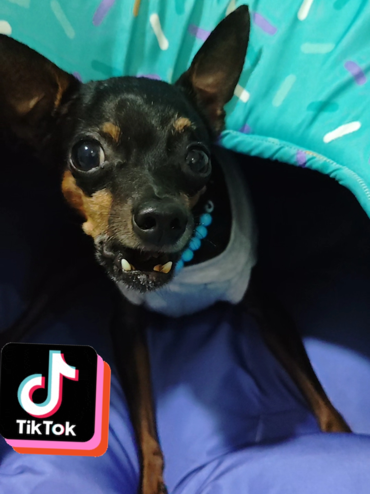 #PetsOfTikTok #mundopet #tiktoknews #mundoanimal #tiktokemcasa #tiktokbahiabrasil #pingoignorante #tiktokviral #tiktokbrasiloficial🇧🇷 #pinchertiktok #boanoite 