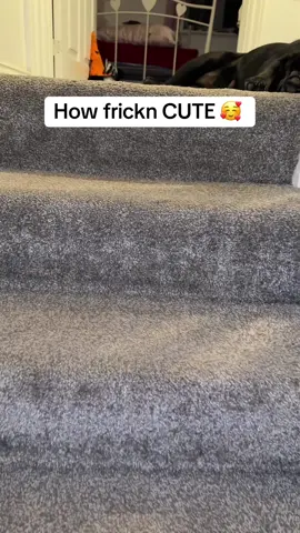 Sooo cute #dogsoftiktok 
