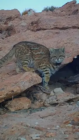 El colocolo, gato colocolo o gato del pajonal es un mamífero de la familia Felidae. Este felino se encuentra en la gran mayoría de países de Sudamérica, con un hábitat que se expande desde el extremo norte de los Andes hasta el sur de la Patagonia.  #viral #naturaleza #gatocolocolo 