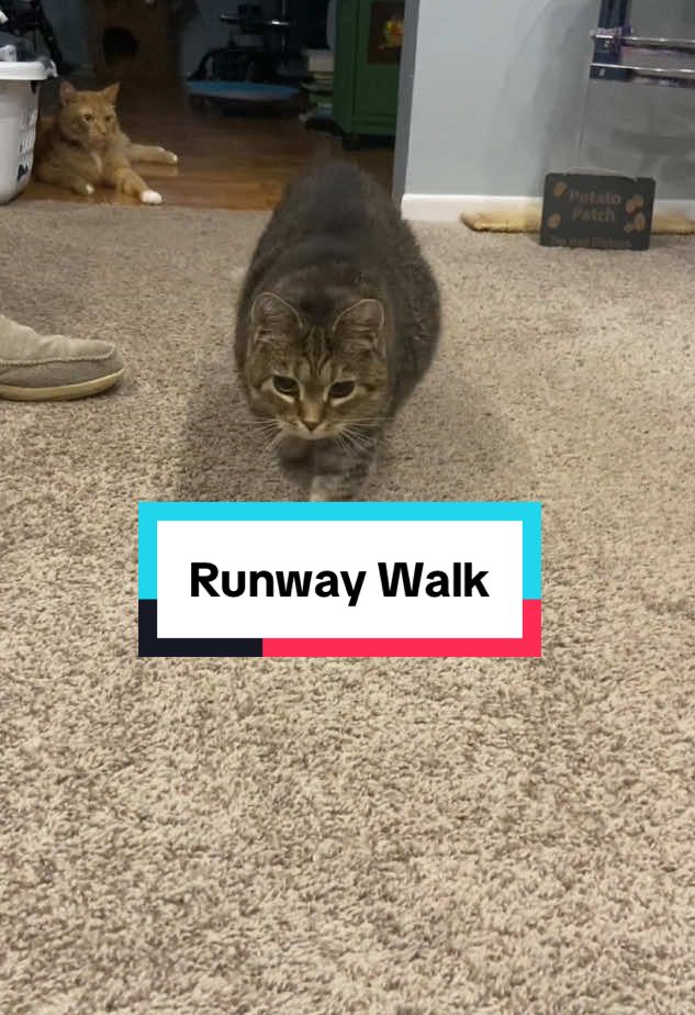 I love her little waddle. No body shaming! #catsoftiktok #catwalk #chonkycat #dwarfism