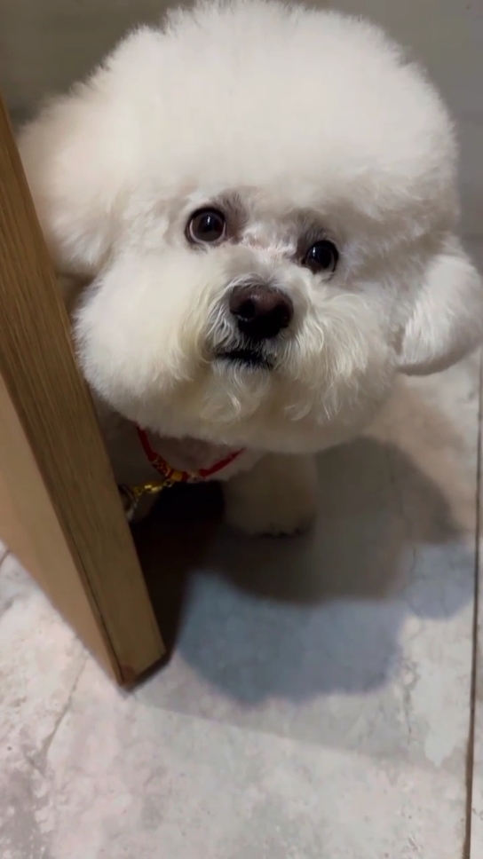 Awww cute little baby. #cuteanimal #cutedog #puppylover #dogs #pup 