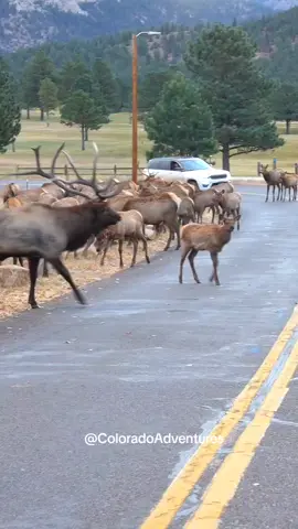 Elk Jam in Estes Park Colorado  #elkbugle #elkrut #elk #bigelk #estespark #coloradoadventures #Colorado #elkherd #elktok #natgeowild #foryou #foryouシ #wildlife #bullelk 