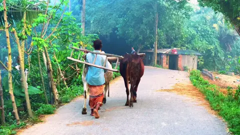 গ্রামের শীতের সকালে কর্ম জীবনের যাওয়ার কিছু দৃশ্য🥰💗🏞️   #foryou #vairal #foryoupage #nature #tending #fyp #শীতেরসকাল #fx_mizanur #bdtiktokofficial🇧🇩 