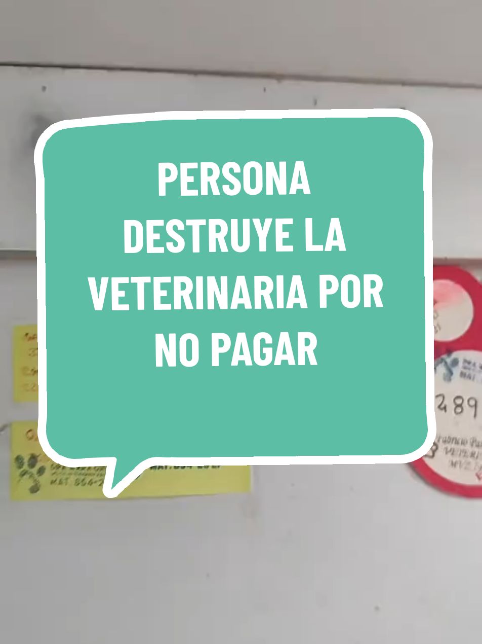 Denunc!a pública contra la señora GABRIELA ALCALÁ  Si recién hago público esto es porque recién me siento en la capacidades de hablarlo con más calma, pues es ese momento no imaginan lo mucho que me afectó, nadie merece pasar por eso, menos recibir ese trato y por eso es necesario denunciarlo por algún medio y advertir a la sociedad sobre este tipo de personas, No podemos permitir que cometa este tiempo de actos sin asumir las consecuencias... @ECO VET 🩺  #mvz #medicoveterinario  #loquecallamoslosveterinarios  #fyp #comparte #comparte #veterinarios #clinicaveterinaria #lapazbolivia🇧🇴 