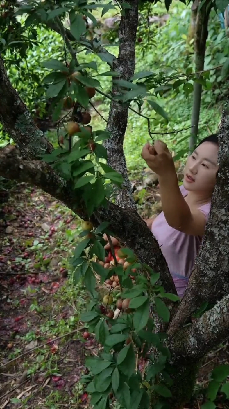 panen buah-buahan segar langsung dari pohonnya #blackgarlic #bawanghitamtunggal #fruit #fruits #panenbuah 