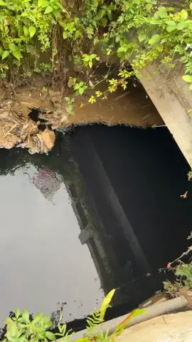 Hitam Pekat Limbah Industri di Sungai Pekalongan  Seorang warga mengeluhkan kondisi sungai di perbatasan Tangkil - Coprayan, yang sudah lama tercemar limbah tekstil, namun hingga kini belum ada penanganan dari pihak terkait.  Dari rekaman video nampak limbah itu mewarnai sepanjang sungai dan baunya sangat menyengat. Apalagi limbah yang terbuang masih berwarna hitam pekat yang dikhawatirkan mengandung zat berbahaya yang akan berdampak serius bagi lingkungan.  Pencemaran ini sebagian besar disebabkan oleh pembuangan limbah industri tekstil, termasuk limbah batik, yang dilakukan tanpa pengolahan yang memadai. Akibatnya, kualitas air sungai menurun drastis, menjadi keruh, berbau tidak sedap, dan mengandung zat berbahaya. Warga berharap, pemerintah atau pihak terkait  tidak memandang sebelah mata permasalahan limbah. Besar harapan warga, pemerintah lebih tegas untuk menindak pelaku industri yang membuang limbah asal-asalan. 📍 Sungai perbatasan Tangkil - Coprayan #pekalonganinfo #pekalongan #Pemalang #Batang #pekalonganraya