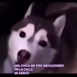Mi amigo el menos discreto #husky #amistad #miercoles 