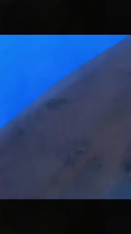 #sharke #sharkdiving #sharkfishing #greatwhitesharkfacts #greatwhitesharkweek #greatwhiteshark #sharkeatsshark #sharkvsshark #shark #sharkysharkshark #sharkattackshark #sharkattak #sharkbait #sharks #sharkfamily #sharkshark #sharkbaby #_____shark #_shark #shark? #sharkweek #sharkteeth #sharktok #sharklover #sharkattack #sharkchallenge #aggressiveshark #greywhiteshark #greatwhitessharks #greatwhitesharkcagediving #swimmingwithgreatwhitesharks #greatwhitwshark #greatwhitesharksfordays #greatwhitesharkclub #greatwhitesharkedit #greatwhitesharksleeping #greatwhitesharksighting #greatwhitesharkawareness #greatwhitesharkamerica #greatwhitesharkencounters #greatwhitesharkmovie #greatwhitesharkdiving #strandedgreatwhiteshark #greatwhitesharkbeached #great_white_shark #greatwhiteshark? #sharkwhitegreat #greatshark #greatwhite #greatwhitesharkuk #greatwhitesharkboat #babygreatwhiteshark #greatwhitesharklover #greatwhitesharkattack #greatewhiteshark #thegreatwhiteshark #agreatwhitesharrk #greatwhitesharshark #greatwhitesharks #fishsharkattack #sharkss #sharksofinstagram #sharktiktok #sharkidnikki #sharkspecialinterest #mamashark #sharktour #sharkeggs #fortniteshark #whiteshark #megashark #sharkvideo #______shak #sharkedit #sharksarefrends #shark_ #sharkfin #sharksoftiktok #landbasedsharkfishing #oceanicwhitetipshark #sharkprank #sharkstrike #hornshark #sharkawareness #dogfishshark #sharkhunt #banjoshark #biggestshark #sharklife #sharkmovie #bigshark #mommyshark #sharkcagediving #sharkfacts #sharktagging #zebrashark #reefshark #sharkallies #droneshark #sharkhunting #sharkcage #sharkmeme #sharkbiology #sharklovers #sharkdanger #makoshark #sharkcontent #sharkeatshark #shark% #sharksharksharks #sharksharkshark #megalodon #tigersharks #sharkart #sharkdiver #lemonsharks #sharkencounter #sharkyear #cutesharks #sharkbite #oceanlife #tigershark #swimwithsharks #tigershark roll 🦈 #sharky #America #USA #foryou #foryoupage #fyp #tiktok #viral # fogofomo #rescuesharks #greatwhites #blacktipshark #hammerhead #orcashark #saveshark #blueshark #blacktipreefshark #greenlandshark #goblinsharks #orca #hammerheadshark #greyshark