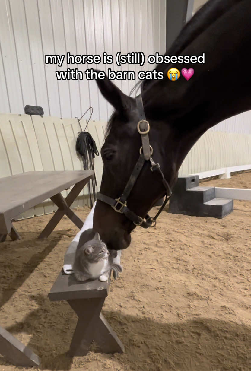 he says pls can we be friends?? #horses #horsesoftiktok #cats #barncat #horseandcat #cuteanimals 