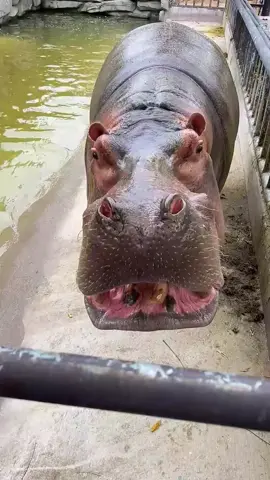 #hippo 