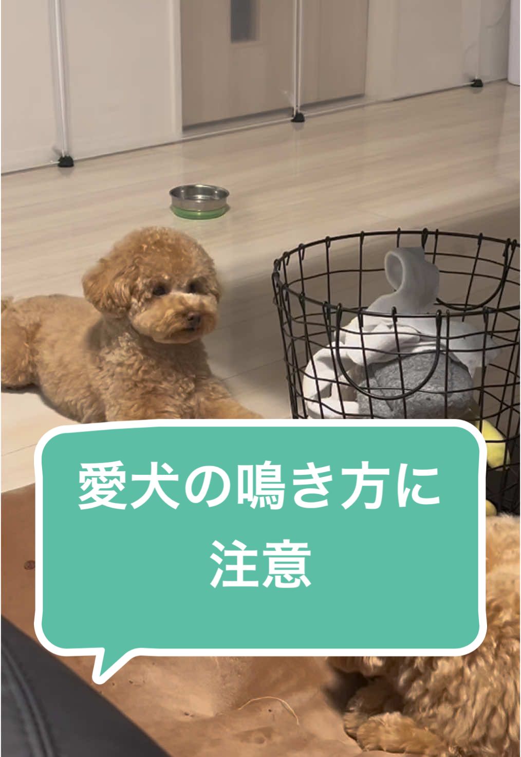 必死に何かを訴えていました#トイプードル #わんこのいる生活 #犬のおもちゃ #犬 