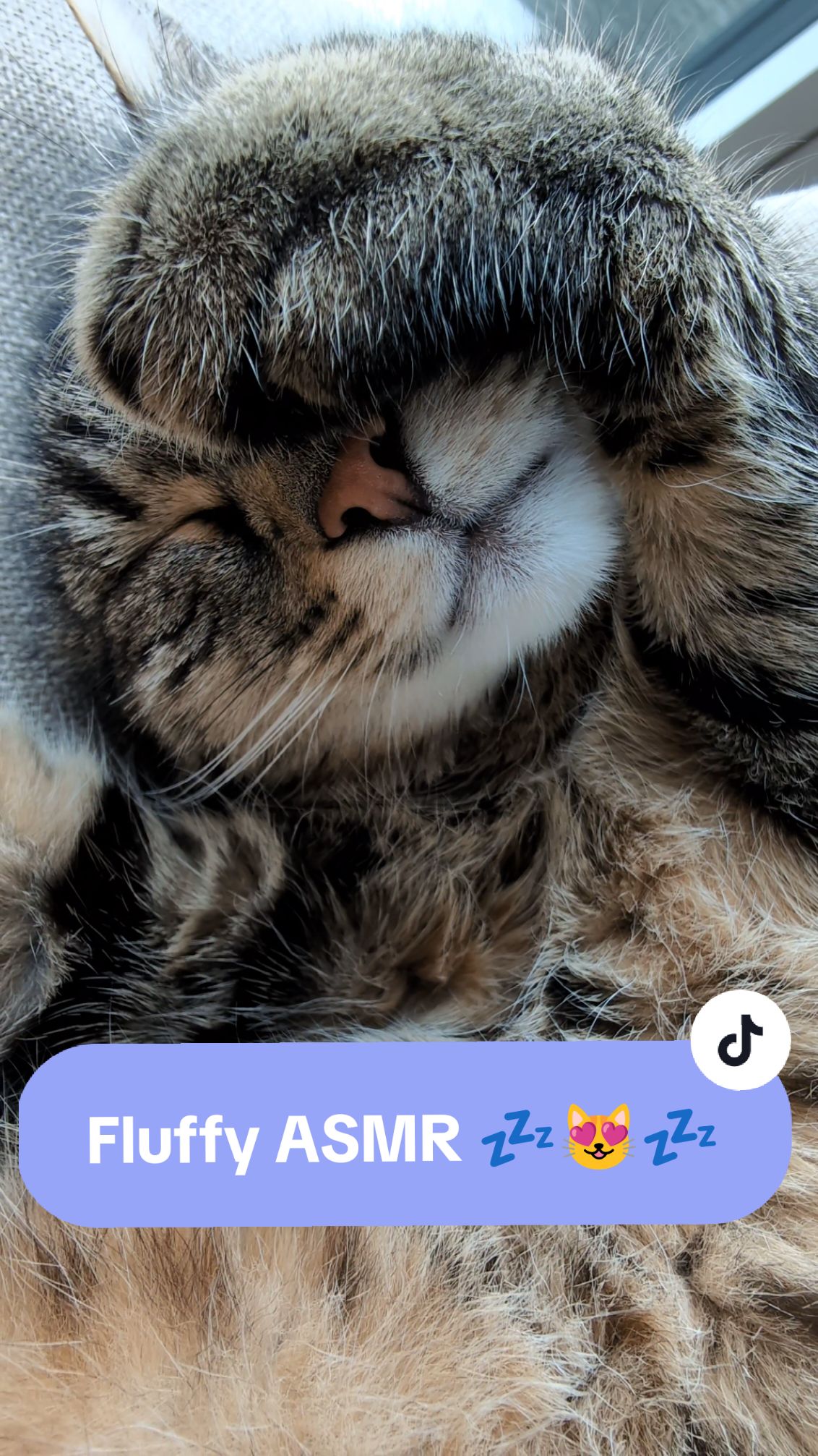 Misti Fluffy ASMR 💤😻💖😻💤 #cat #ASMR #catsoftiktok #fyp