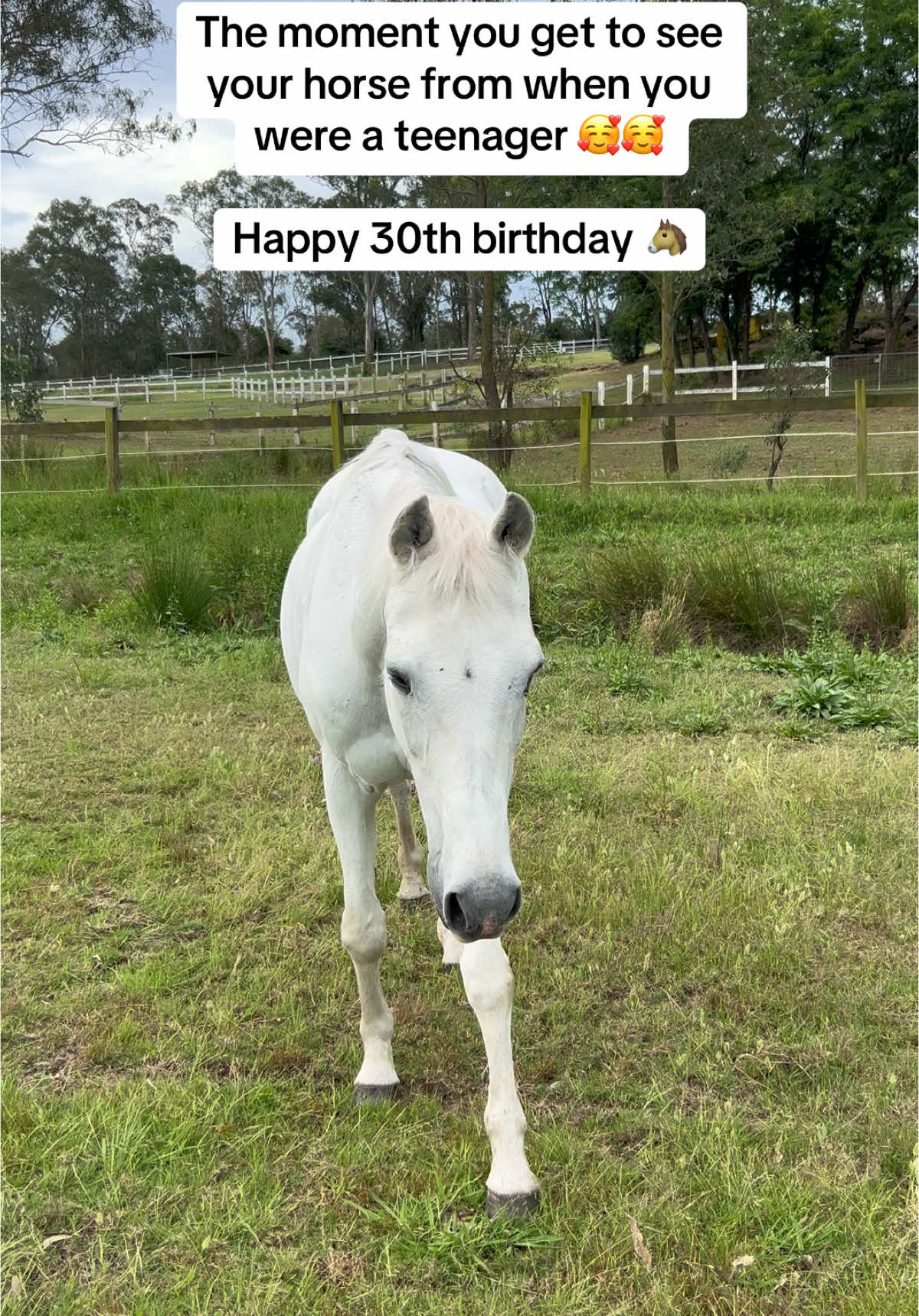 Horses 30th Birthday🐴 #equestrian #horsesoftiktok #horse #fyp 