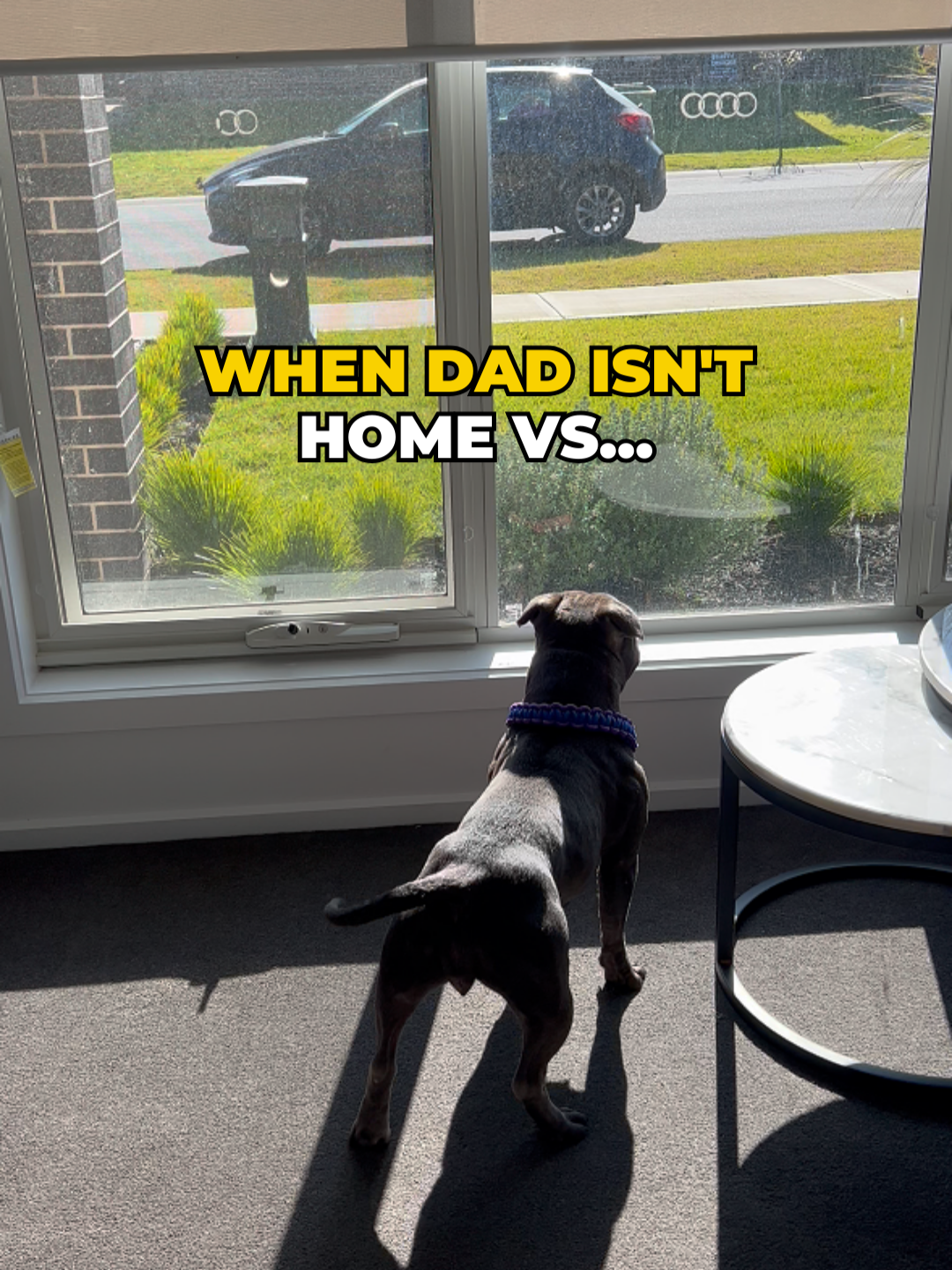 Best part of my day, Dad coming home 🫶🙃 #doglover #dogsoftiktok #daddysgirl #furdad #dog #happy #happydog