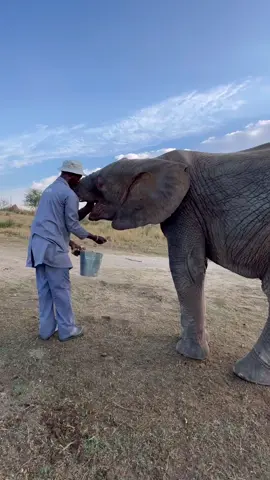 Morning snacks with carer, Herman & Khanyisa! Look how long those tusks are growing… Khanyisa is now around 1.8 metres tall, and just as spunky and confident as the little baby you came to know chasing the wind through the bushes at the orphanage. 🩷🐘Herman helps to prepare daily milk bottles for Khanyisa in addition to sweet potatoes, apples and pellets, and always finds time to give his favourite albino elephant loving rubs and greetings.#everyelephantneedsaherd #elephants #elephantorphanage #khanyisa #khanyisabraveheart #herdsouthafrica 