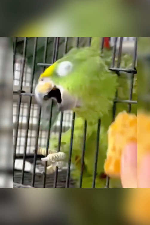 Crazy parrot #parrot #tiktok #foryou #fyp 