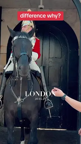difference why? #kingguardhorse #kingguard #royalguard 
