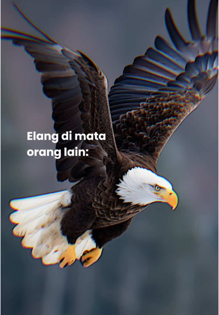 Lettu Ghazi adalah elang🦅 #lenterahatiwp #wattpadstories #biantaraghazielfatih #wattpad #wattpadrekomendasi #wattpadabdinegara 