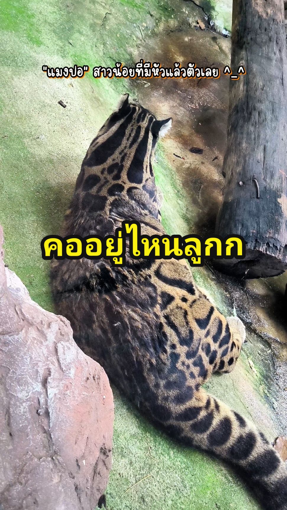 คอหนูอยู่ไหนลูก แมงปอออ 🐯 #เชียงใหม่ไนท์ซาฟารี #เสือลายเมฆ #นั่งรถชมสัตว์ #เดินชมสัตว์ #สัตว์โลกน่ารัก #สวนสัตว์tiktok #เชียงใหม่หวานเจี๊ยบ #ทริปนี้ที่รอคอย #ปลายฝนต้นหนาว #หนาวนี้ที่เชียงใหม่ 