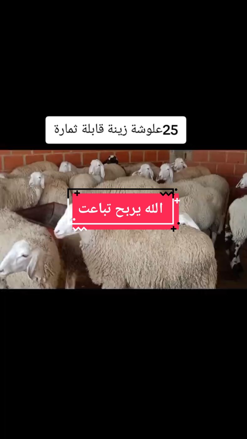 الله يربح تباعت