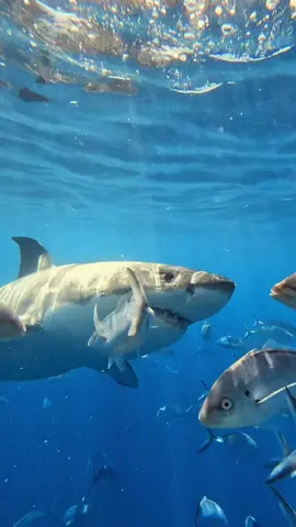 POV: you’re cage diving with great white sharks ❤️‍🔥 #ocean #greatwhiteshark #sharks #cagediving #diving #travel #explore #southaustralia 