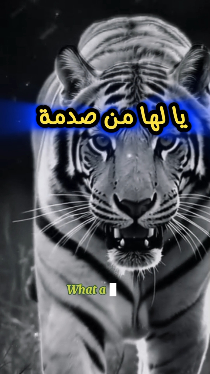 💔الخلاف كان بسيطا 💔💔#poetry #tiger #lion #mycatmisha #tiktok #truth #widsom #حكمة_اليوم #تيك_توك #اقتباسات #خواطر #ستوريات #حالات_واتس 