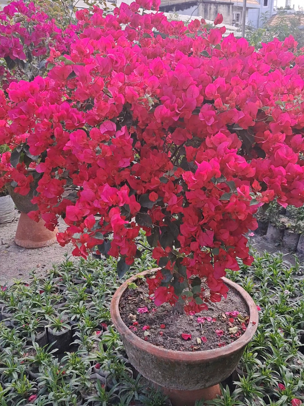 bougainvillea flower in full bloom  #fyp #trending #tiktoknepal🇳🇵 #bougainvillea #flowerslovers #flowersvideos 