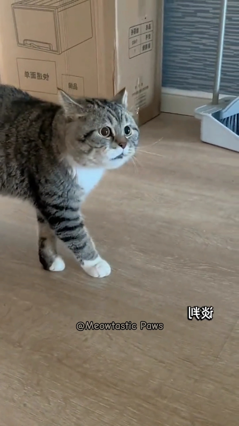 Talking back in Cat's Language #funny #cat #cutecat #catlover  #funnycat 