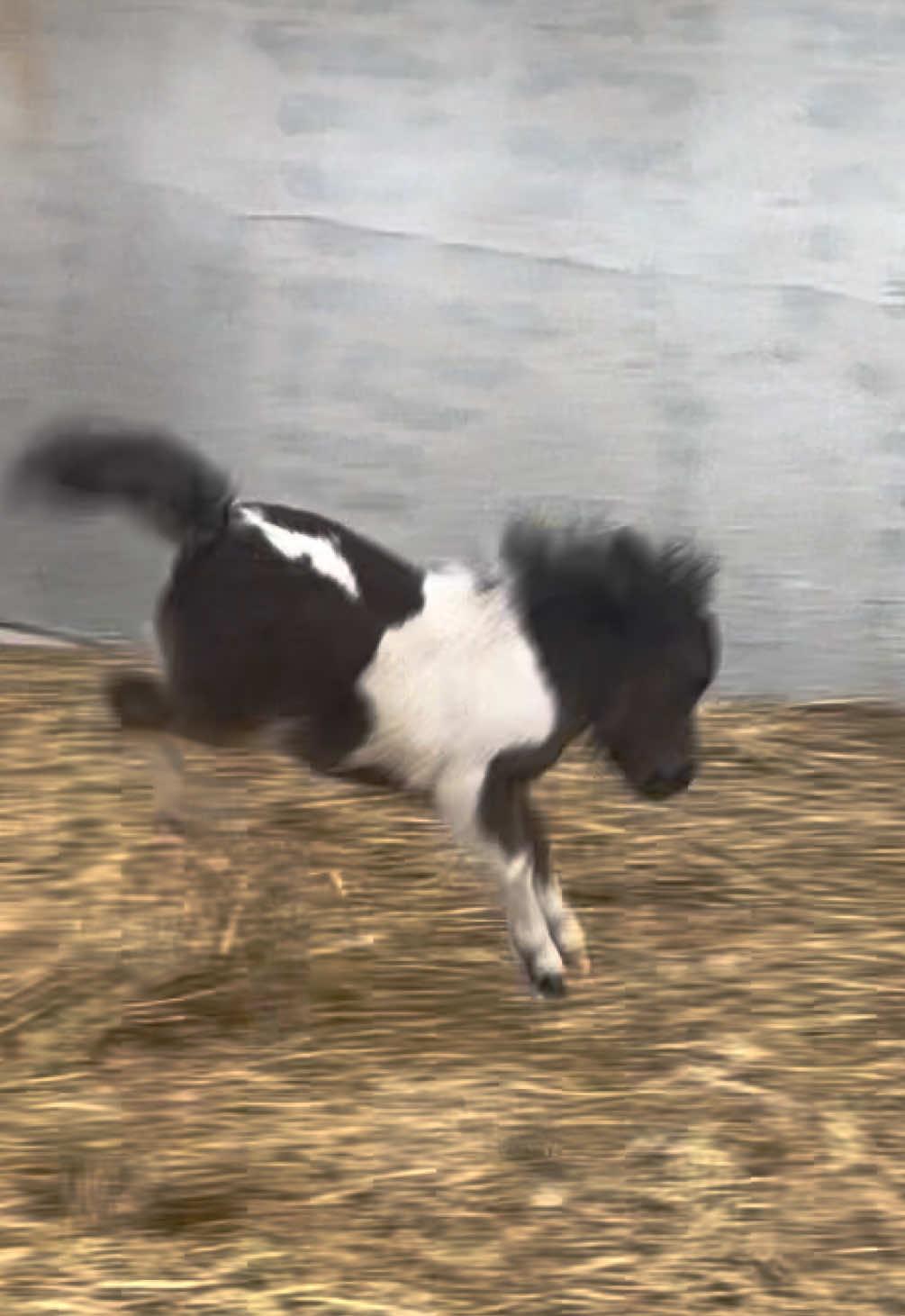 Pure jumping bean energy ❤️❤️ #OzzyTok #smallbutmighty #miniaturehorses #fyp #fluffy #bakedbean #belikeozzy #therapy 