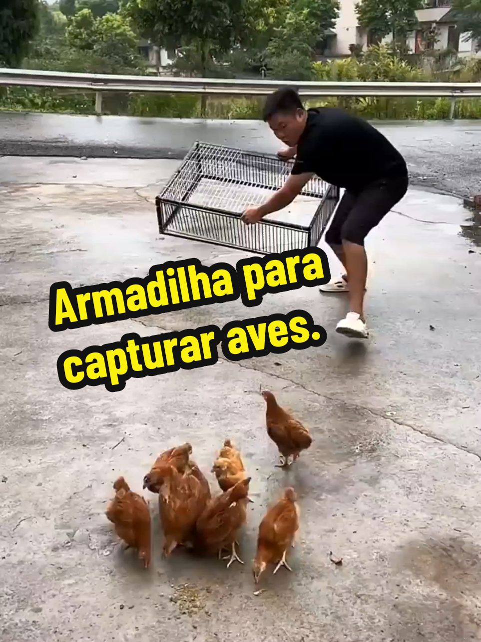 Armadilha para capturar aves. #tiktokviral #viraltiktok #viraliza #viral #curiosidades #invenção #armadilha #aves #galinhas #capturar #criatividade 